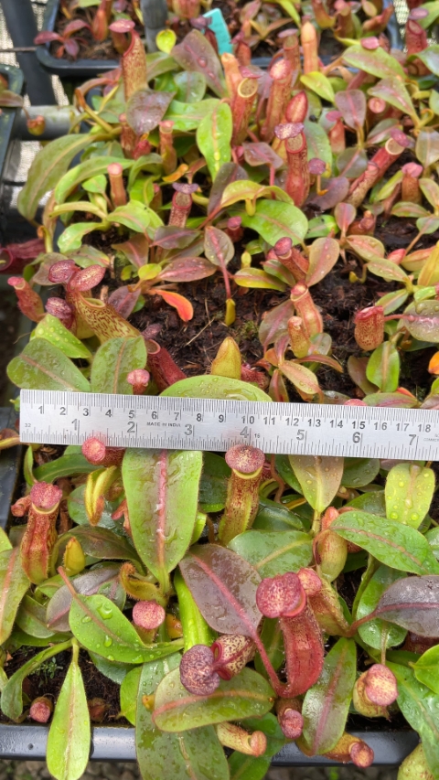 N. klossii x veitchii