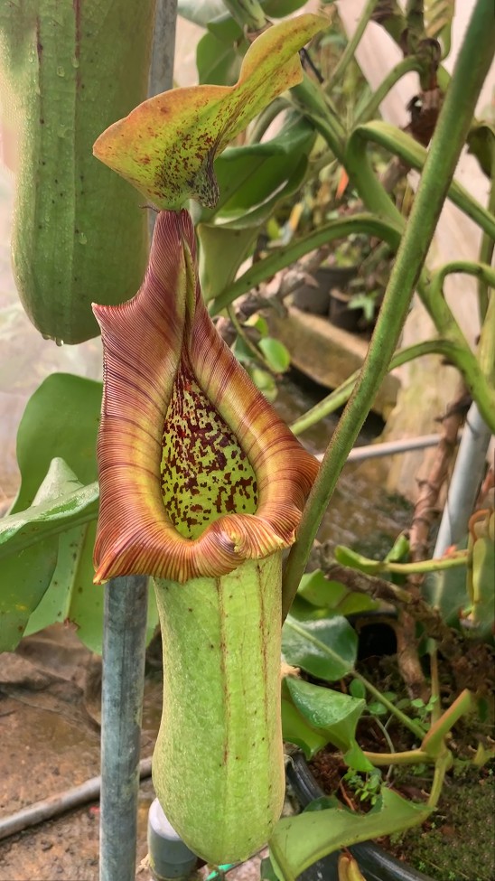 N. truncata – Pasian Highland