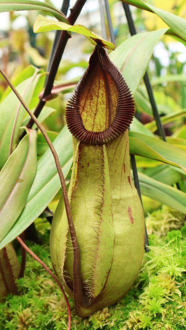 N. ‘Viking’ x hamata – assorted clones