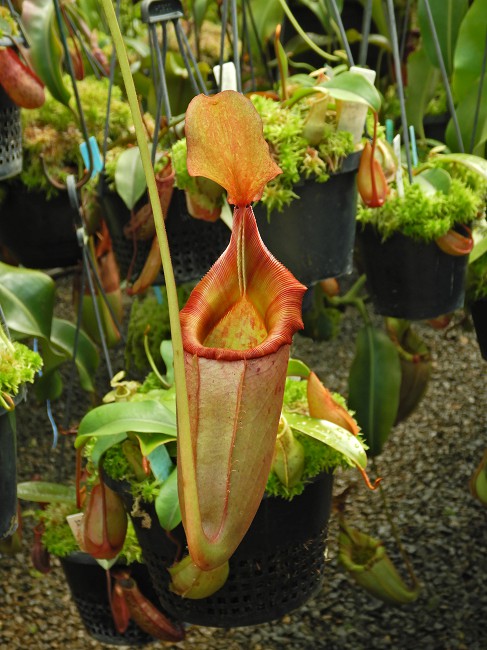 N. rajah x veitchii – assorted clones