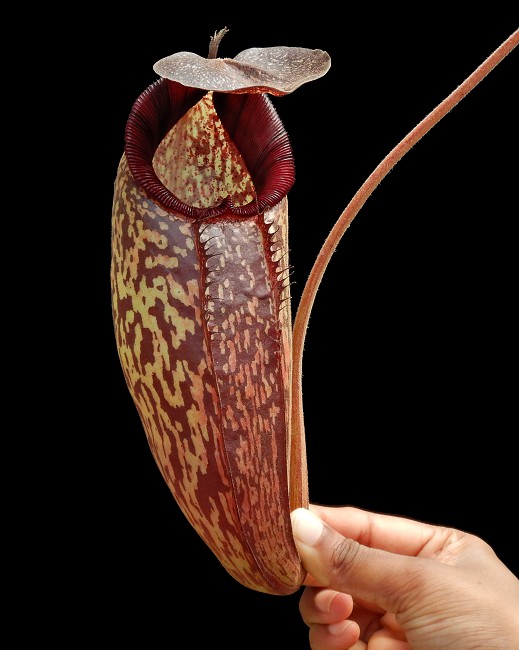 N. (aristolochioides x spectabilis) x klossii – assorted clones