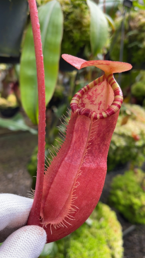 N. sumatrana - assorted clones