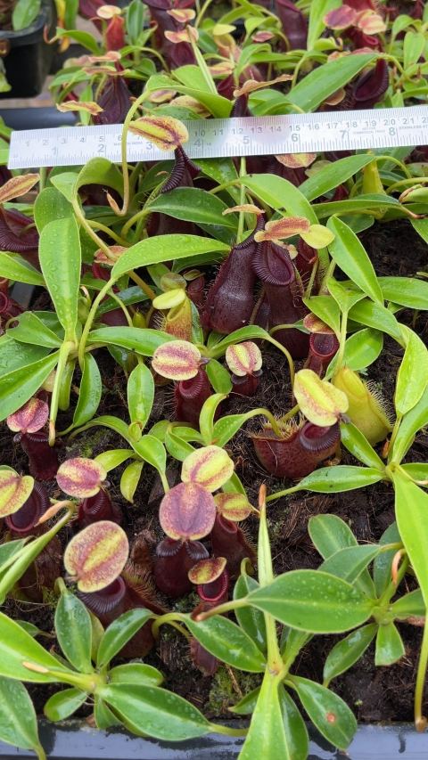 N. spathulata x singalana – assorted clones