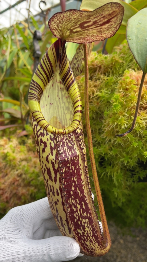 N. spectabilis – Gng. Perkinson