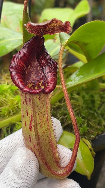 N. (veitchii x lowii) x burbidgeae - assorted clones