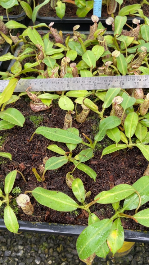 N. burbidgeae x platychila