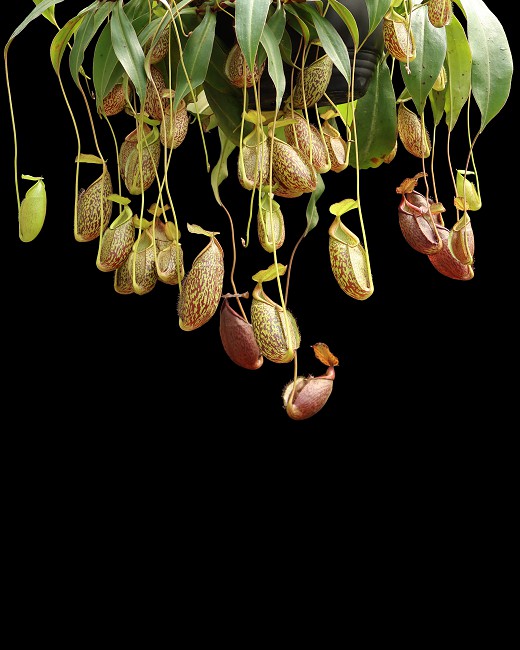 N. gymnamphora – Talakmau - assorted clones