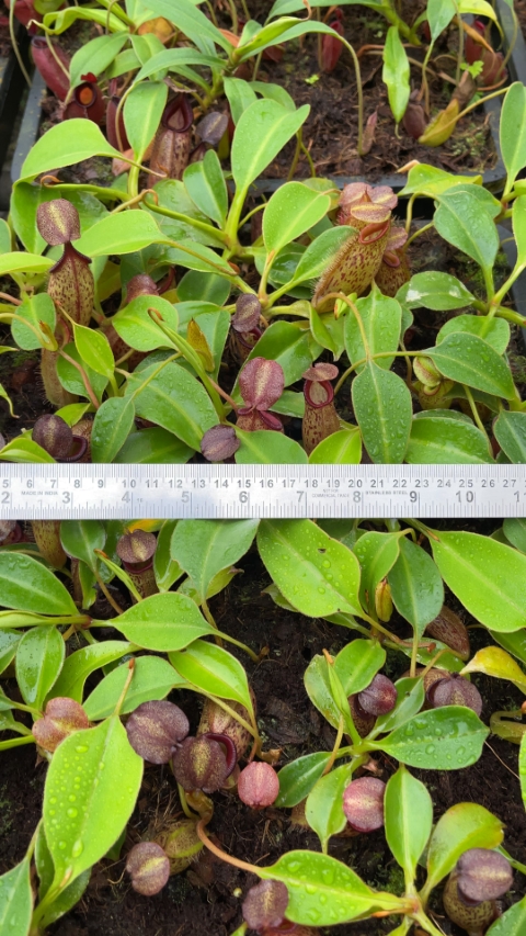 N. talangensis x robcantleyi