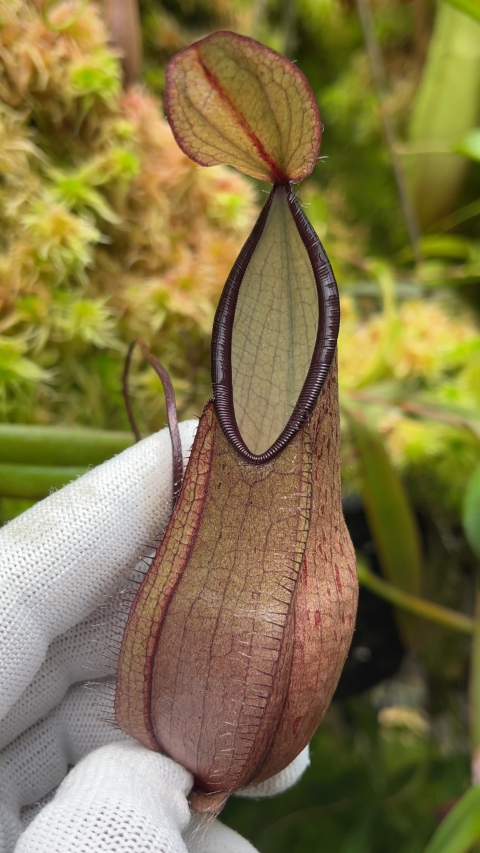 N. tentaculata – selected clone