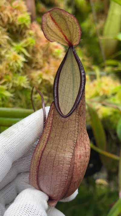 N. tentaculata – selected clone