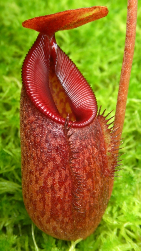 N. densiflora x aristolochioides – assorted clones