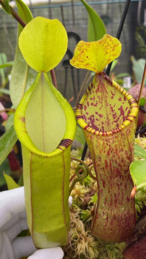 N. hamata x (lowii x tentaculata) - assorted clones