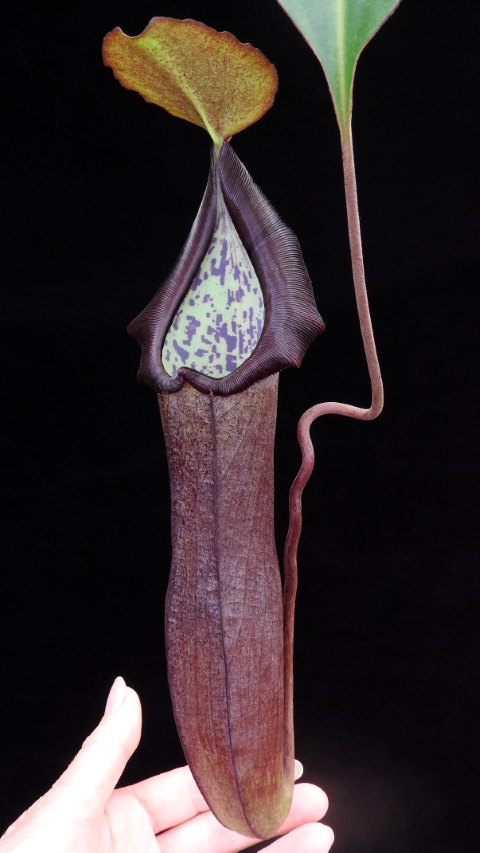 N. maxima x ramispina – best selected clone