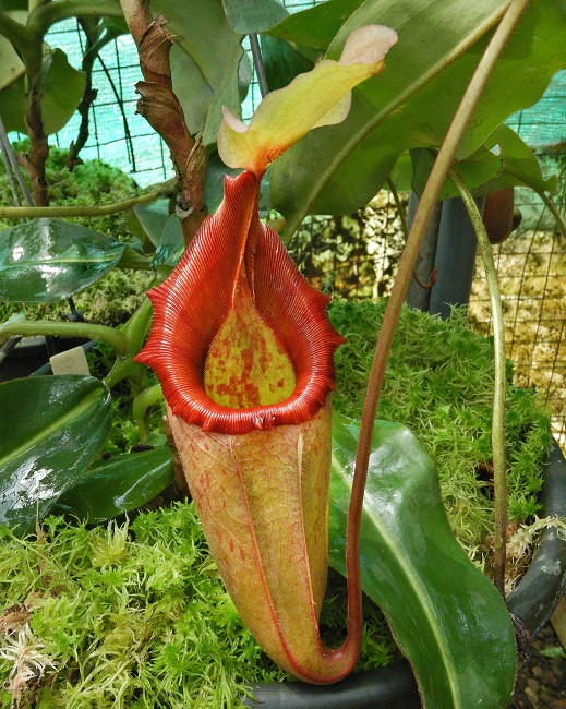 N. rajah x veitchii – assorted clones