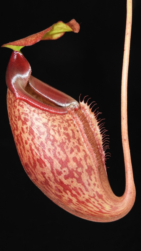 N. merrilliana x glabrata ' selected clone