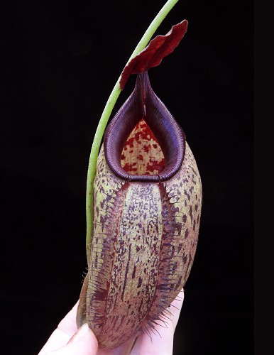 N. robcantleyi x aristolochioides – assorted clones
