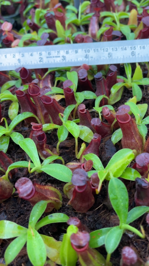 N. spathulata x tobaica - selected clone