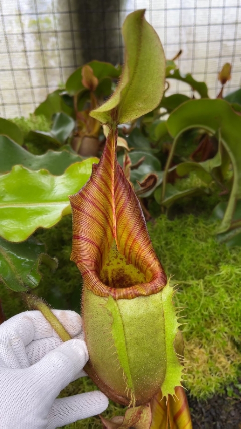 N. veitchii - Bario Highland - grex # 2