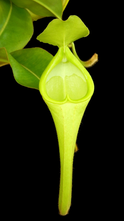 N. chaniana - assorted clones