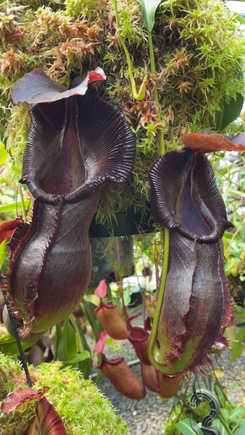 N. spathulata x singalana – assorted clones