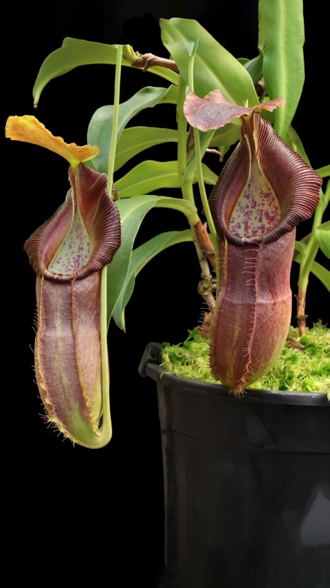 N. spathulata x singalana – assorted clones