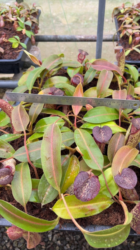 N. boschiana x klossii