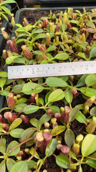 N. (veitchii x lowii) x burbidgeae - assorted clones