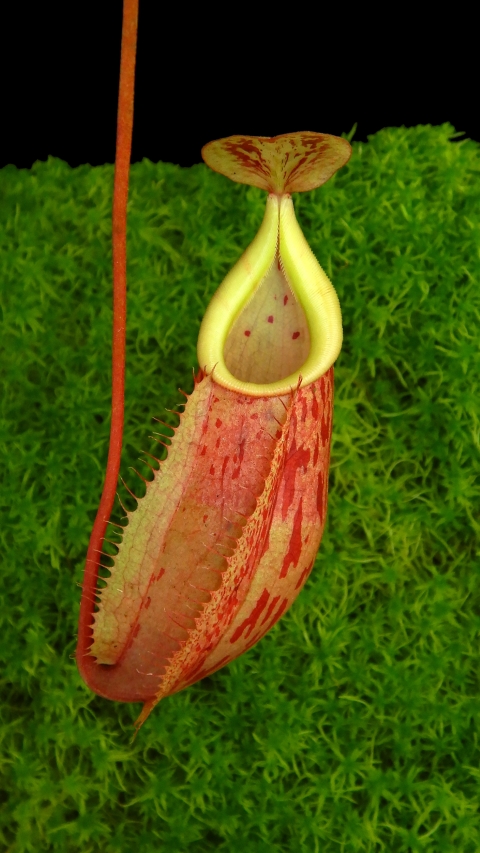 N. glabrata x veitchii - assorted clones