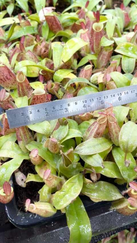 N. ampullaria 'Lime Twist'