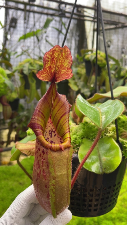 N. (veitchii x platychila) x veitchii – best selected clone