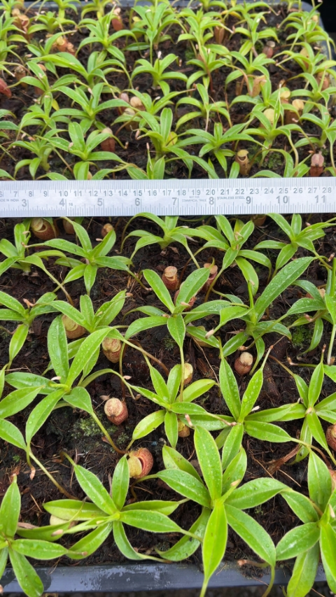 N. talangensis - selected clone