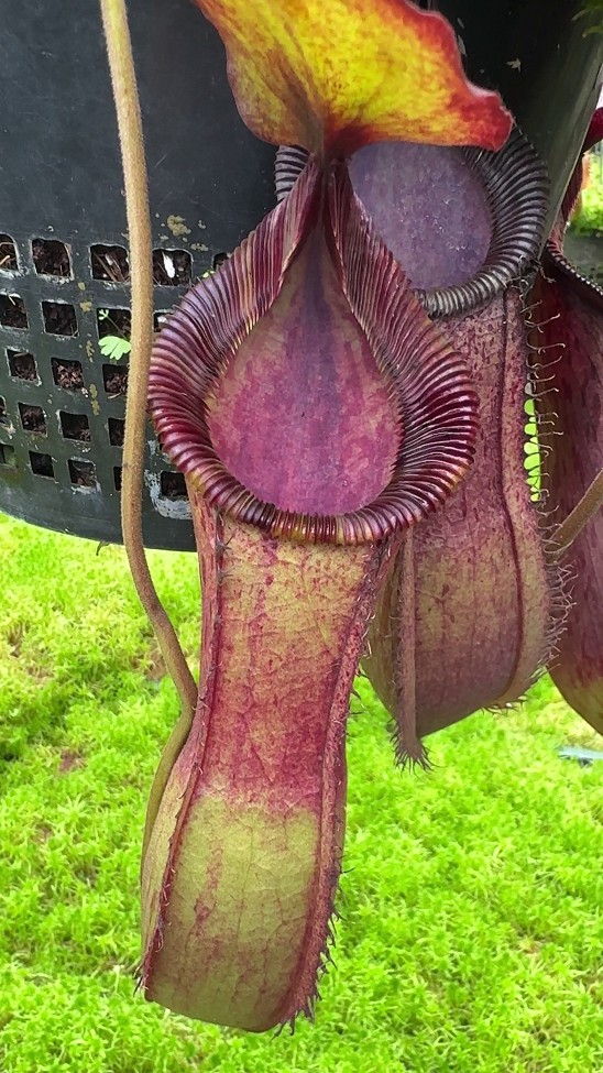 N. hamata x (veitchii x lowii) - assorted clones