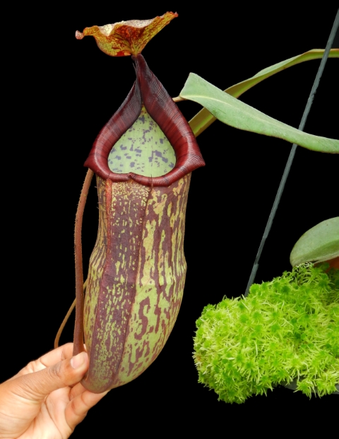 N. peltata x samudera - assorted clones