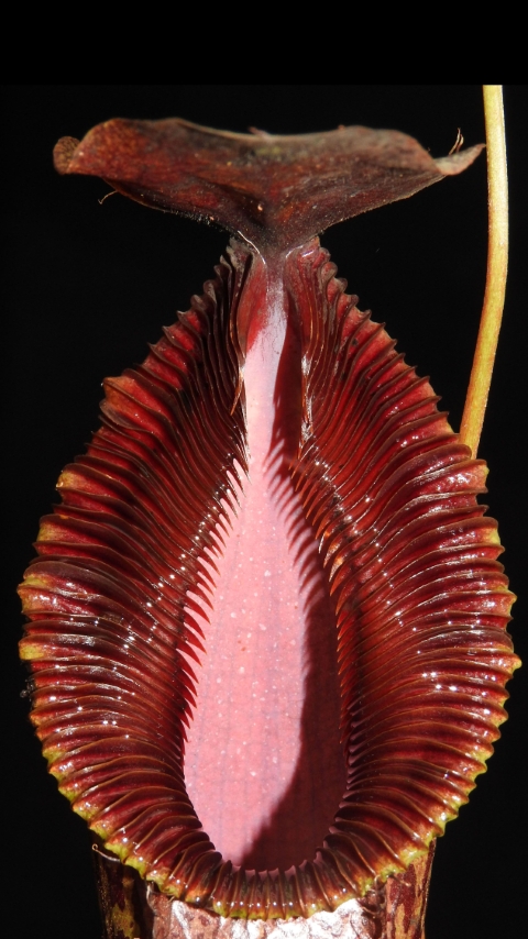 N. burkei x hamata – assorted clones