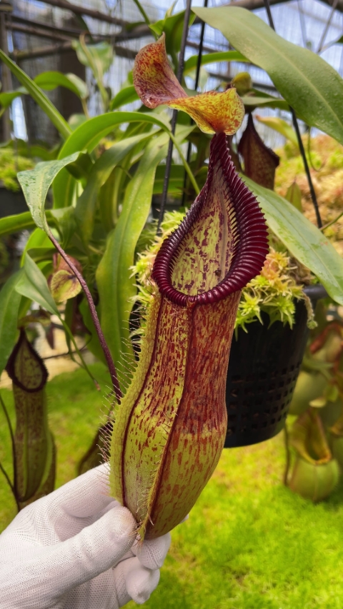 N. singalana x hamata - assorted clones