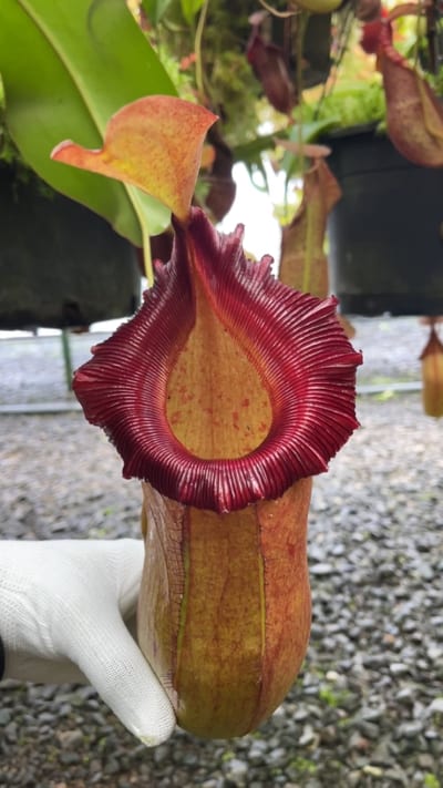 N. robcantleyi x (sibuyanensis x ventricosa)