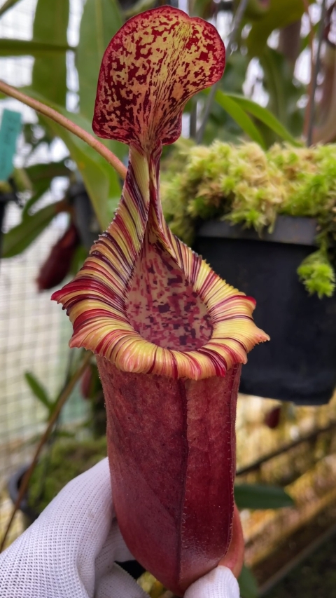 N. (veitchii x lowii) x (burbidgeae x edwardsiana) - assorted clones