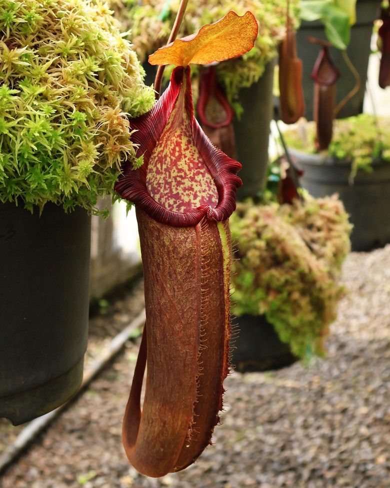 N. densiflora x robcantleyi – assorted clones