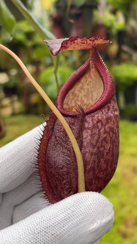 N. gymnamphora – squat form