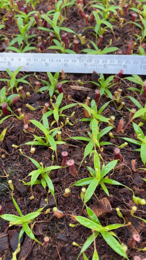 N. (singalana x diabolica) x hamata - assorted clones