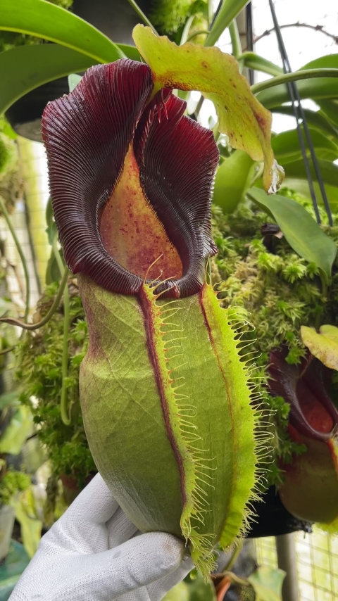 N. spathulata – best selected clone