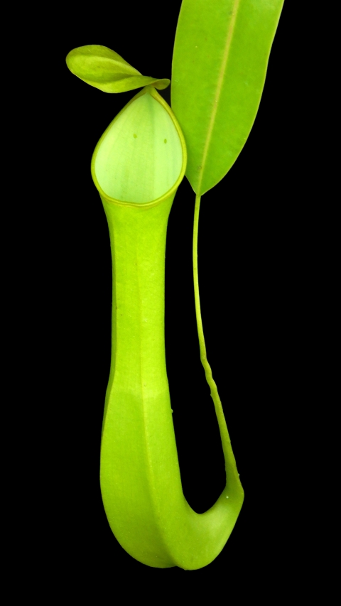 N. reinwardtiana – assorted clones