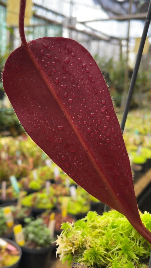 N. peltata x ephippiata - assorted clones