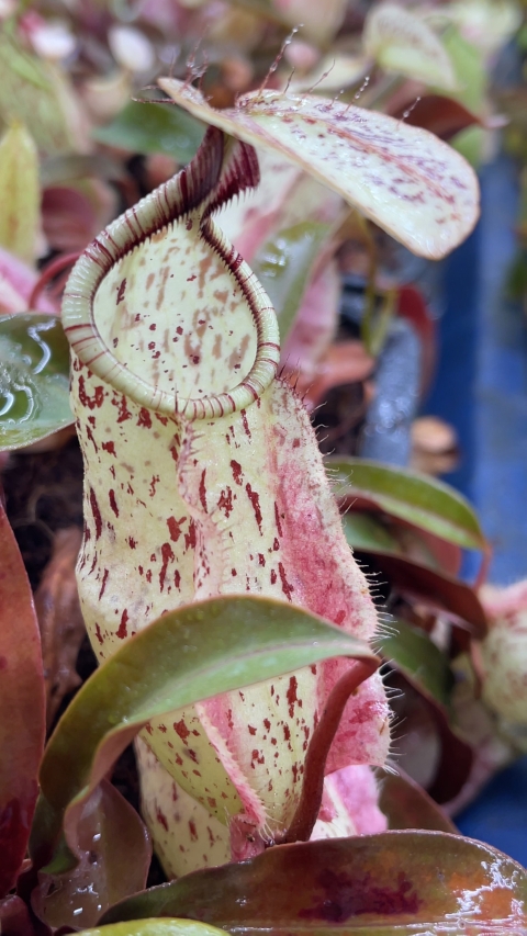 N. rafflesiana - Brunei light speckled - selected clone