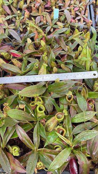 N. ampullaria x hamata – selected speckled clone