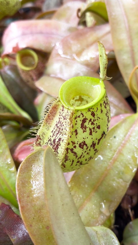 N. ampullaria - speckled