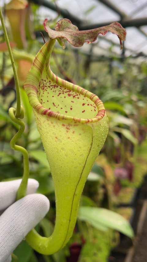 N. eymae – assorted clones