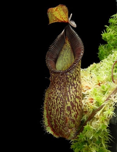 N. talangensis x hamata – assorted clones