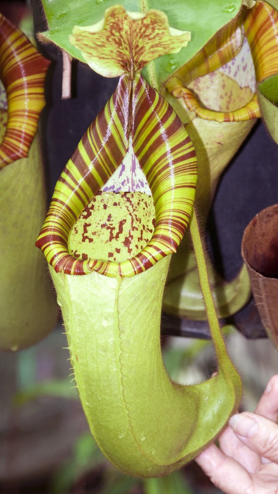 N. chaniana x veitchii - best selected clone