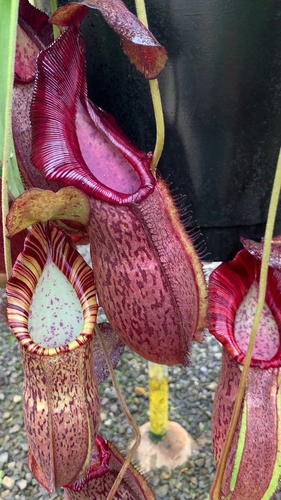 N. spathulata x spectabilis – assorted clones